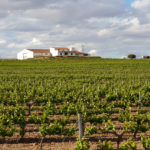 Finca&Viñedo 2