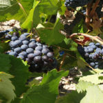 Uvas3 1024*576 small