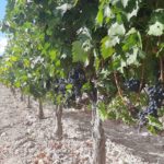 Bodegas Monastasia Duero viñedo de ribera del duero
