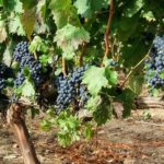 Bodegas Monastasia Duero viñedo de ribera del duero