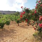 Bodegas Monastasia Duero viñedo de ribera del duero