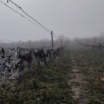 Finca Monastasia bodega de rioja viñedo de rioja
