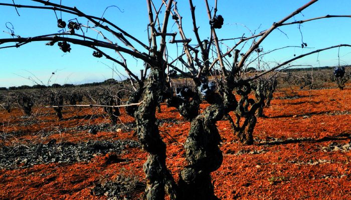 Una cepa muy especial monastasia